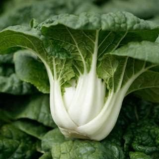 Park Seed Variety of Bok Choy (Pak Choi) Vegetable Seeds, Plant Seeds, Easy to Grow, Perfect for Spring Garden, Asian Delight Hybrid, Pack of 100