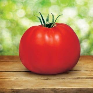 Park Seed Variety of Tomato Seeds, Planting Vegetables, Easy to Grow, Non-GMO, Perfect for Harvesting, Whopper CR Improved Hybrid, Pack of 250