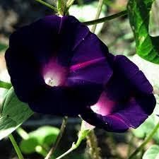 25 “Black Knight Morning Glory Seeds by OrginBud