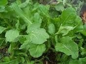 Arugula Italian Cress Rocket Great Heirloom Vegetable by Seed Kingdom Bulk 1/4 Lb Seeds