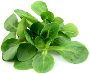 Mache Lettuce - Delicious Verte de Cambrai - 300 Seeds of Small Leaf Variety and Best for Overwintering in The Cold Northeast. Corn Salad.