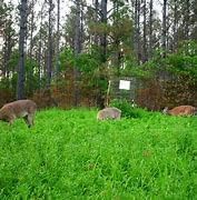 Old Cobblers Farm™ Wicked Tuff Turf Winter Rye for Lawn No Till Food Plot Seed Fall Cover Crop Mix (5 lbs | 10 lbs | 15 lbs | 20 lbs) (1 lb)