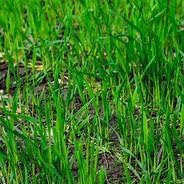 Old Cobblers Farm™ Wicked Tuff Turf Winter Rye for Lawn No Till Food Plot Seed Fall Cover Crop Mix (5 lbs | 10 lbs | 15 lbs | 20 lbs) (20 lb)