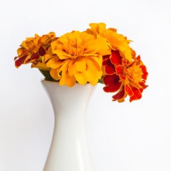Marigold - Complete Seed Pod Plugs with Plant Food - 10 Pods for Hydroponic Gardens, Click and Grow, Lettuce Grow and Outdoor Gardens
