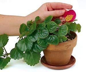 ® Osmocote Classic Flower and Vegetable Smart-Release Plant Food, 15 oz (14-14-14 Plant Fertilizer)