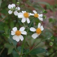 Generic Bidens pilosa Seeds, Black Jack Seeds,Common Beggar tick Seeds. 300 Seeds, Natural