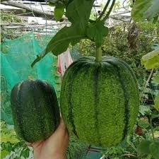 2 Bags Seeds mướp tròn Mỹ Nhân Apple LUFFA F1 Rare蘋果絲瓜 Very Sweet Giòn Ngot Round Giống lạ đẹp mắt sai trái high Yield 10 Taiwan Hybrid Seeds Very Sweet can be Eaten raw; Fast spout Productive