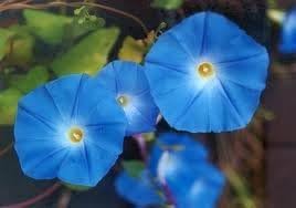 Morning Glory Heavenly Blue Flower UNTREATED Ipomoea Tricolor Seeds by Seed Kingdom (1 Lb Seeds)