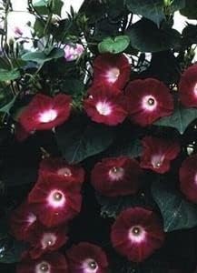 25 “Black Knight Morning Glory Seeds by OrginBud