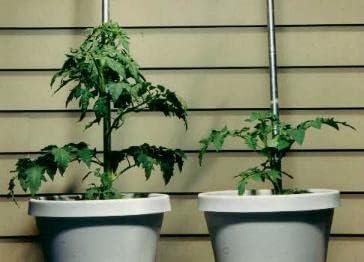 Plantfood Helps Your Plants Grow Bigger Faster and Stronger (2.5lb)