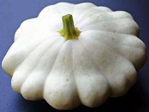Seeds Vegetable White Patty Pan Squash Scallop Zucchini - 30 Seeds