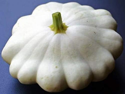 Seeds Vegetable White Patty Pan Squash Scallop Zucchini - 30 Seeds