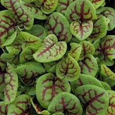 Indian Sorrel Seeds for Planting, Fast Germination & High Yield, Hardy & Nutrient-Rich, Ideal for Home Garden, Pots & Outdoor Growing, Easy to Cultivate & Low Maintenance, Thrives in All Climates