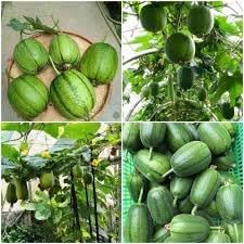 2 Bags Seeds mướp tròn Mỹ Nhân Apple LUFFA F1 Rare蘋果絲瓜 Very Sweet Giòn Ngot Round Giống lạ đẹp mắt sai trái high Yield 10 Taiwan Hybrid Seeds Very Sweet can be Eaten raw; Fast spout Productive