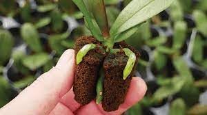 Organic Orchid Grow Plugs 1.5" Original Formula + Boca Hydro Mycorrhizae Packet (100 Pack)