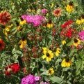Dirt Goddess Super Seeds~ Southeast Wildflower Seed Mix 225,000 Seeds (1/2 Lb)
