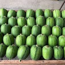 2 Bags Seeds mướp tròn Mỹ Nhân Apple LUFFA F1 Rare蘋果絲瓜 Very Sweet Giòn Ngot Round Giống lạ đẹp mắt sai trái high Yield 10 Taiwan Hybrid Seeds Very Sweet can be Eaten raw; Fast spout Productive