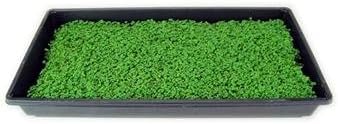 Southern Giant Curled Mustard Seeds: 4 Oz - Non-GMO Seeds for Herb Gardening, Growing Microgreens, Vegetable Garden