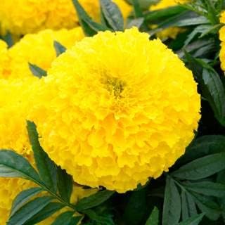 Park Seed Big Duck Yellow Marigold Flower Seeds – 4-Inch Fully Double Blooms, Heat and Drought Tolerant African Marigold, Great for Beds, Containers, and Mass Plantings – Pack of 25