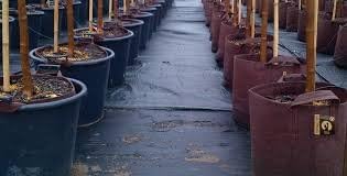 Best Root Pouch 7 Gallon (10 Pack) Fabric POTS and Grow Bags from MAUI MIKE'S.Soft POTS Have Sewn Handles for Easy Moving Grow Bigger and Healthier Tomatoes,Herbs and Veggies.