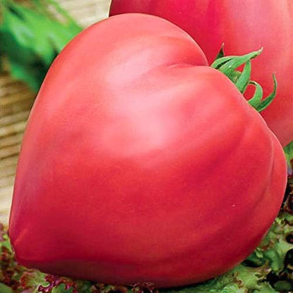 Seeds Red Beefsteak Tomato Giant Bulls Heart Determinate Non GMO Vegetable for Planting