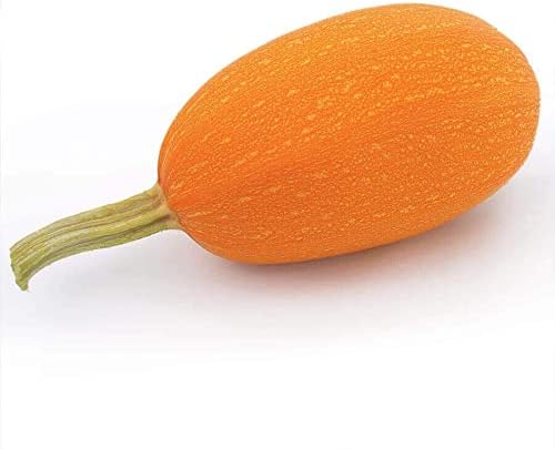 Park Seed Orangetti Spaghetti Organic Squash Seeds – Vibrant Orange Flesh, Low-Calorie Pasta Substitute, High-Yield Vine with Open Habit, Great Flavor and Nutrition, Easy to Grow from Seed, Pack of 10