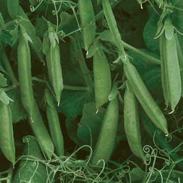 Park Seed Sugar Lace II Pea Seeds, 1 Pack of 160 Seeds