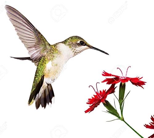 Butterfly and Hummingbird Attracting Wildflower Seeds - .3 Oz - Approximately 5,000 Seeds