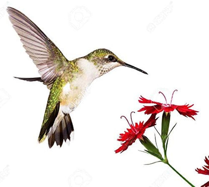 Butterfly and Hummingbird Attracting Wildflower Seeds - .3 Oz - Approximately 5,000 Seeds