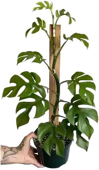 GARDENERA Mini Monstera Potting Soil - Enhances Aeration and Drainage for Thriving Foliage - 3 Quart