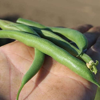 Park Seed Whopper Bush Bean Seeds – Easy-to-Pick Snap Variety with Stringless Pods, High-Yield Mid-Season Crop, Container Friendly and Low Maintenance Spring Vegetable – Pack of 100