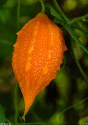 JAMAICAN CERASEE SEEDS- Bitter Melon-bitter Gourd,Use As Vegetable & Herb(25 Seeds)