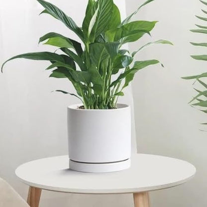 2 Pack Ceramic Plant Saucer Pot Tray 7 Inch, Planter Saucers 4 5 6 7 8 9 10 11 12 13 Inch for Indoors Outdoor, Durable Sturdy Flower Drainage drip Water Tray for Glazed Pots Base (7 Inch-White)