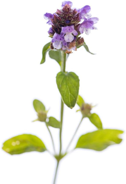 Lanceleaf Selfheal (Heal-All) Flower Seeds for Planting, 100+ Seeds Per Packet, (Isla's Garden Seeds), Non GMO & Heirloom Seeds, Scientific Name: Prunella Vulgaris, Great Home Garden Gift