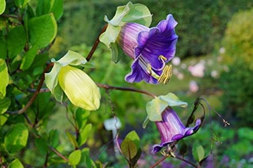20+ Seeds Cathedral Bells (Cup and Saucer Vine, Cobaea) - Flower Mix