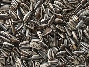 Striped Sunflower Bird Seed - 50 lbs Bag Ideal for Wild Bird Food, for Attracting Songbirds and More