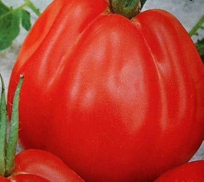 Large Tomato 100 Pounds Seeds for Planting Around 25 Seeds Non-GMO