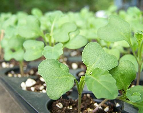 Food to Live Broccoli Seeds for Sprouting, 2 Ounces – Vegan, Kosher, Sirtfood, Bulk. Rich in Sulforaphane, Vitamin C, Vitamin A. Great for Growing Sprouts, Microgreens. High Germination Rate