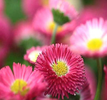 Big Pack - English Daisy Mixed Seed (25,000+) - Bellis perennis Long Flowering Season - Edible Flower Seeds (Big Pack - English Daisy Mix)