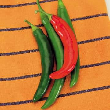 Park Seed Garden Salsa Hybrid Chili Pepper Seeds – Medium Heat 8–9 Inch Peppers, 3,000 Scovilles, Great for Salsa, Drying, or Cooking, High-Yield and Virus Resistant – Pack of 25 Seeds