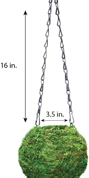 SuperMoss (29348) Kokedama Planter, 6", Fresh Green