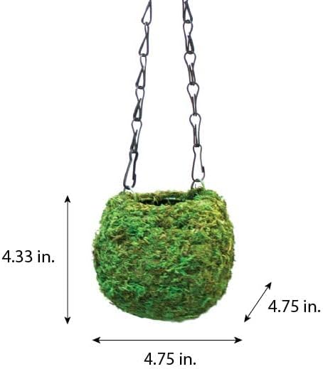 SuperMoss (29346) Kokedama Planter, 4", Fresh Green