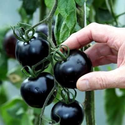 Black Tomato Seeds for Planting 20+ Seeds