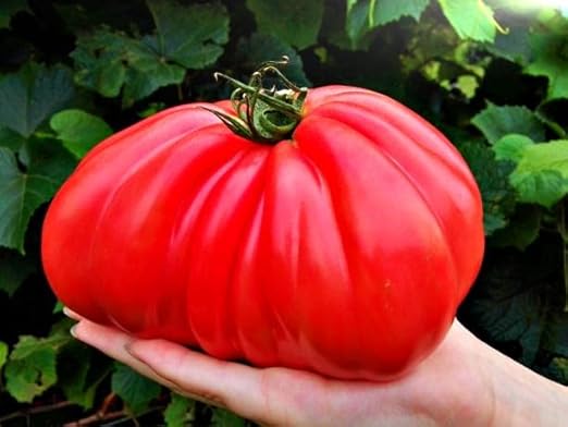12-5-19+ High Cal Mag Vegetable Plant Marvel 5- Lb. Bag (5 Pound)