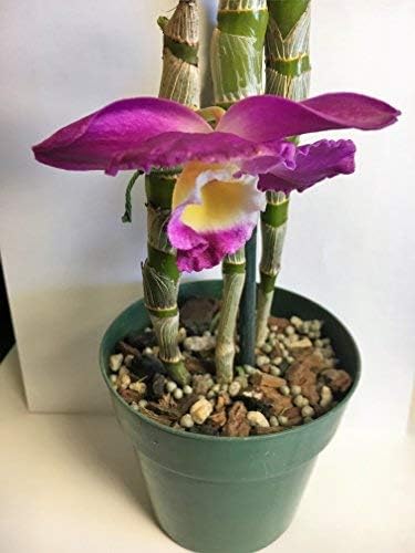 Potting Soil with Perlite, peat Moss, Coconut, Charcoal and Orchid bark for Cattleya Dendrobium Oncidium All Natural Orchid bark Potting Mix for Potting Soil Indoor Plants