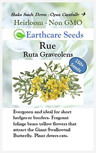 Rue 150 Seeds (Ruta Graveolens) Heirloom - Non GMO - Open Pollinated