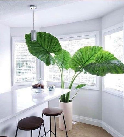 Gardenera Premium Elephant Ear Plant Potting Mix - Expertly Crafted Blend for Optimal Alokasia Growth and Striking Foliage - 1 Quart
