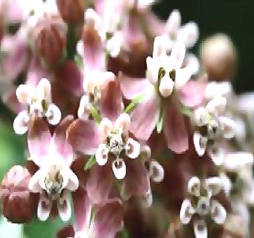 Big Pack - (1,000) Pink Common Milkweed Seeds, Asclepias syriaca (Big Pack Common Milkweed)