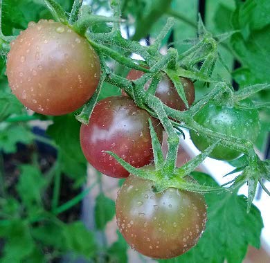 TeaDrops Organic Tomato + Pepper + Eggplant Fertilizer – 16 Liquid Indoor House Plant Food Packets – Make up to 32 Gallons (Easy use in Watering Can & Containers, Ecofriendly)