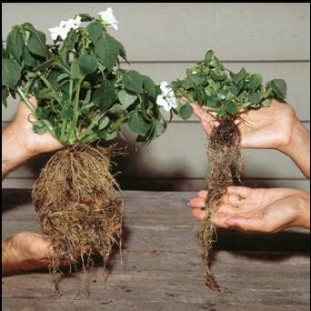 Plantfood Helps Your Plants Grow Bigger Faster and Stronger (2.5lb)